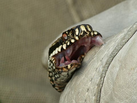 More people died from snakebites than cyclones, floods, lightning, fire accidents and boat tragedies in Odisha from 2016 to 2021. photo: Wikimedia Commons 
