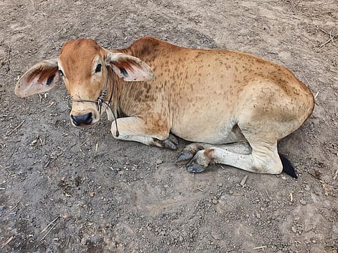 Lumpy skin disease has killed about 50,000 bovines in India till now. Photo: iStock