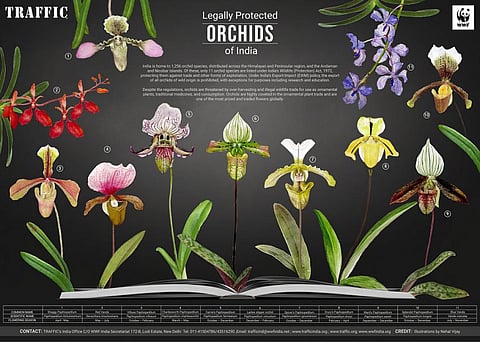 New poster released to highlight threat to orchids from illegal trade