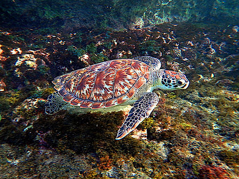 The hawksbill turtles are prized in the illicit wildlife trade for their beautiful shells. Photo: Wikimedia Commons 