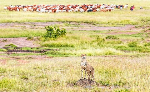 A cheetah in Masai Mara Game Reserve in east Africa, with Masai herders and their animals in the backdrop. In South Africa though, all protected areas are fenced. Photo: iStock
