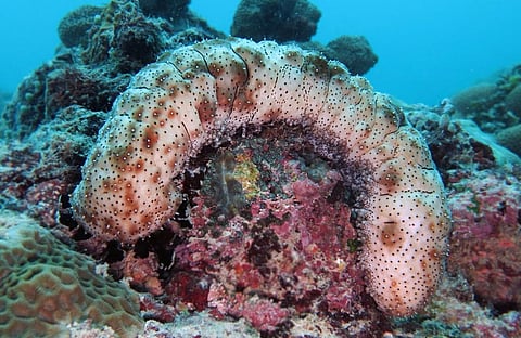 Blackspotted sea cucumber (Bohadschia graeffei). Photo: Vardhan Patankar