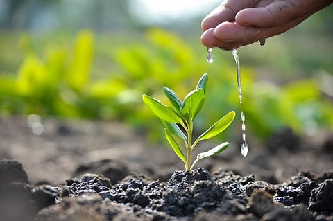 The science of planting (and nurturing) trees