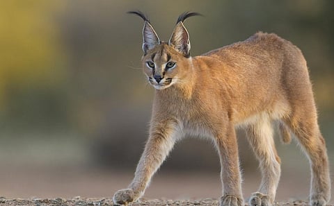 Photo: iStock