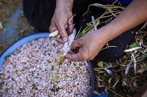 ‘Largest public collection of unique plant germplasm in the world up for private takeover’