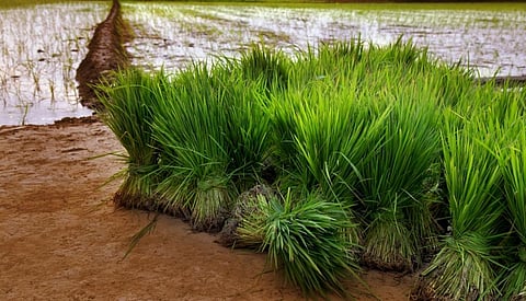 Photo: iStock