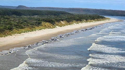 Aerial view of mass whale stranding near Macquarie Heads September 21, 2022. Photo: Department of Natural Resources and Environment Tasmania​