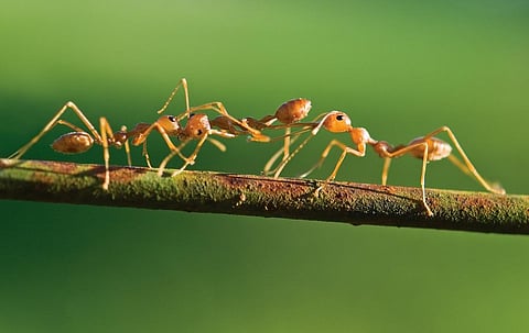 Ants can colonise almost all ecosystems and geographical areas on the planet because of their high level of social organisation. Photo: iStock