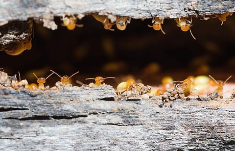 Global warming increased appetite of termites that feed on wood needed to store carbon: Study 