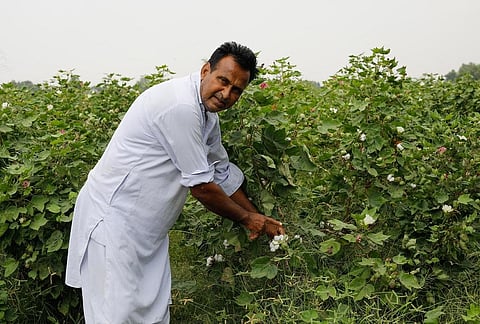 Sarvar Khan shows his cotton crop damaged due to white fly attack. Photo: Vikas Choudhary/CSE