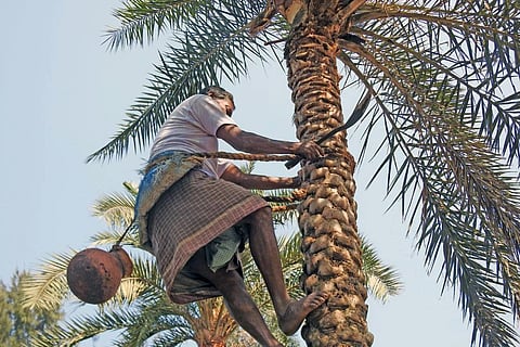 क्यों खतरे में हैं दुनिया के आधे से ज्यादा ताड़ के पेड़?