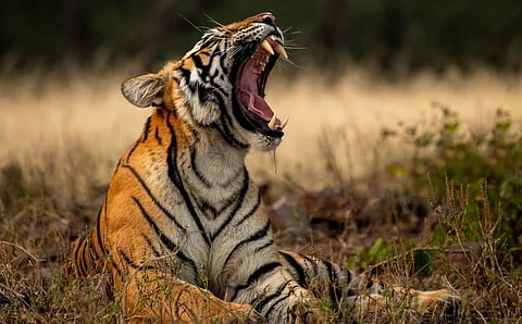Photo: iStock