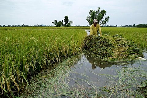 बाढ़ में डूबने से फसलें नहीं होंगी बर्बाद, वैज्ञानिकों ने बाढ़ से बचाने वाले जीन की खोज की