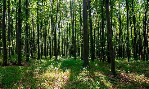Community reserves: Are they forest department’s backdoor entry into North East India