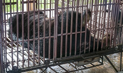 A caged Asiatic black bear in Vietnam. Photo: iStock