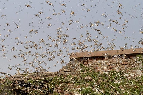 जलवायु में बदलाव से बढ़ रहा है टिड्डियों का प्रकोप, खाद्य सुरक्षा पर मंडरा सकता है खतरा