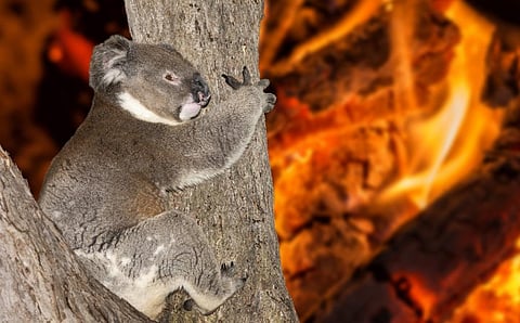 Bushfires are a major threat for the koala. Photo: iStock