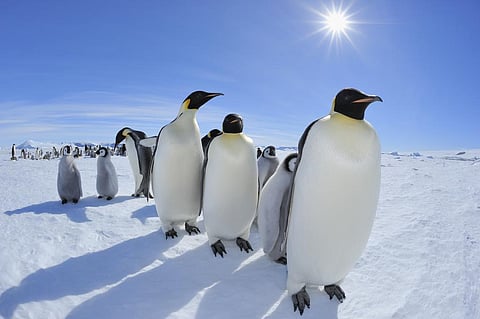 No evidence of microplastics in emperor penguins, says study