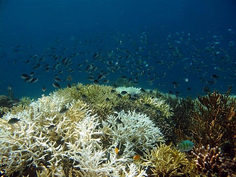 The biodiversity-rich Komodo Island in Indonesia is a climate risk hotspot. Photo: Daniel G Boyce, Author provided
