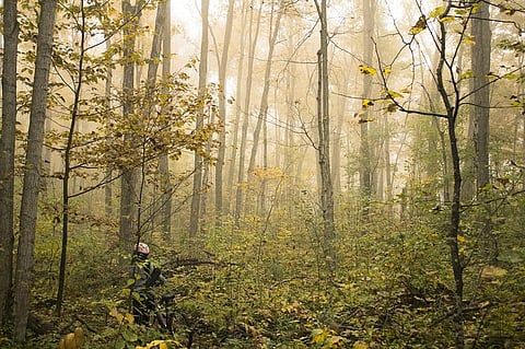 Forests are home to most of the world’s terrestrial biodiversity. Photo: Wikimedia Commons