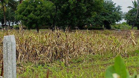 Marathwada and western Maharashtra have seen droughts and extreme flood events  for several years. Photo: Aishwarya Iyer