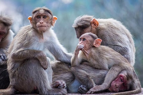 क्यों पेड़ों को छोड़ जमीन पर शरण लेने को मजबूर हो रही हैं बन्दर और लीमर प्रजातियां