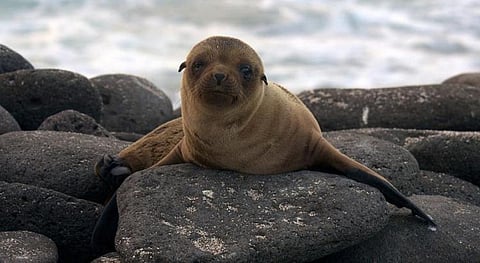 An endangered Galápagos fur seal. (Photo: Andrew Turner/CU Boulder Today)