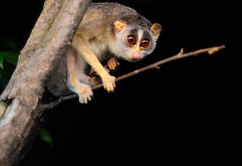They are even killed in some parts of the state since people consider them a bad omen: Photo: iStock