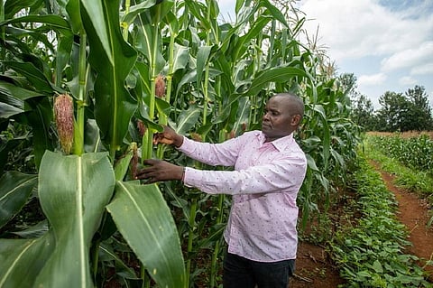 Towards zero hunger in Africa: 5 steps to achieve food security