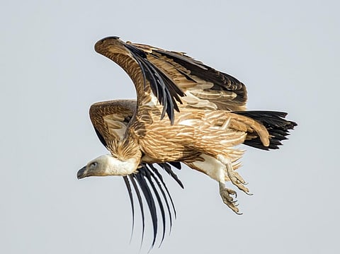 Conservationists in Tamil Nadu welcome formation of vulture conservation committee in state