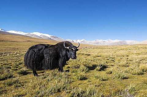 The soil carbon fluctuated by 30 to 40 per cent in the areas devoid of grazing. Photo: iStock