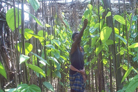 A farmer plucking betel leaves at village Gobindapur. Photo: Ashis Senapati