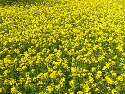 जीएम सरसों को मंजूरी देने की सिफारिश, केंद्र करेगा फैसला