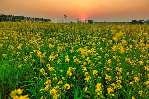 दुनिया भर में कृषि में उपयोग होने वाले फास्फोरस में 70 से 80 फीसदी सुधार की जरूरत