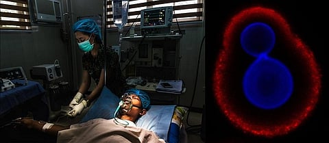 This classification is based on the pathogen’s public health impact or emerging antifungal resistance risk. Photo: WHO