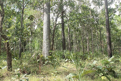 Scientists conducted a seven-year study on seedlings in Chiang Mai in northern Thailand. Photo: Wikimedia Commons
