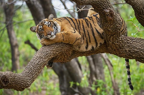 Most number of tigers seized from poachers in India in 2 decades: Report