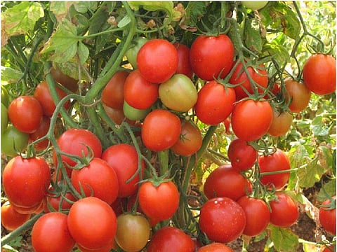 Lycopene is a carotenoid found in tomatoes, grapes, watermelon and papaya. Photo: ISW