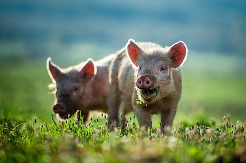 A 57-year-old man received the first-ever transplant of a gene-edited pig heart in an experimental surgery in January 2022. Photo: iStock
