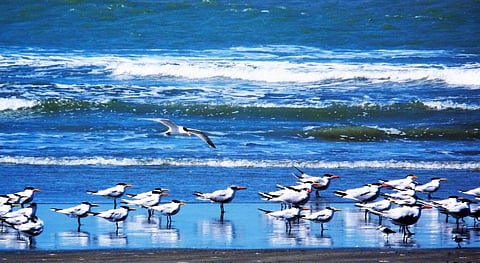 The West African coastline is a source of livelihood for millions. Photo: Wikimedia Commons/Paul Walter