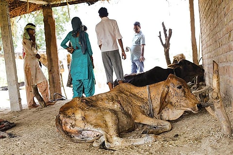 Nearly 0.1 million cattle have died due to  lumpy skin disease in
16 states this year (Photograph: Vikas Choudhary)
