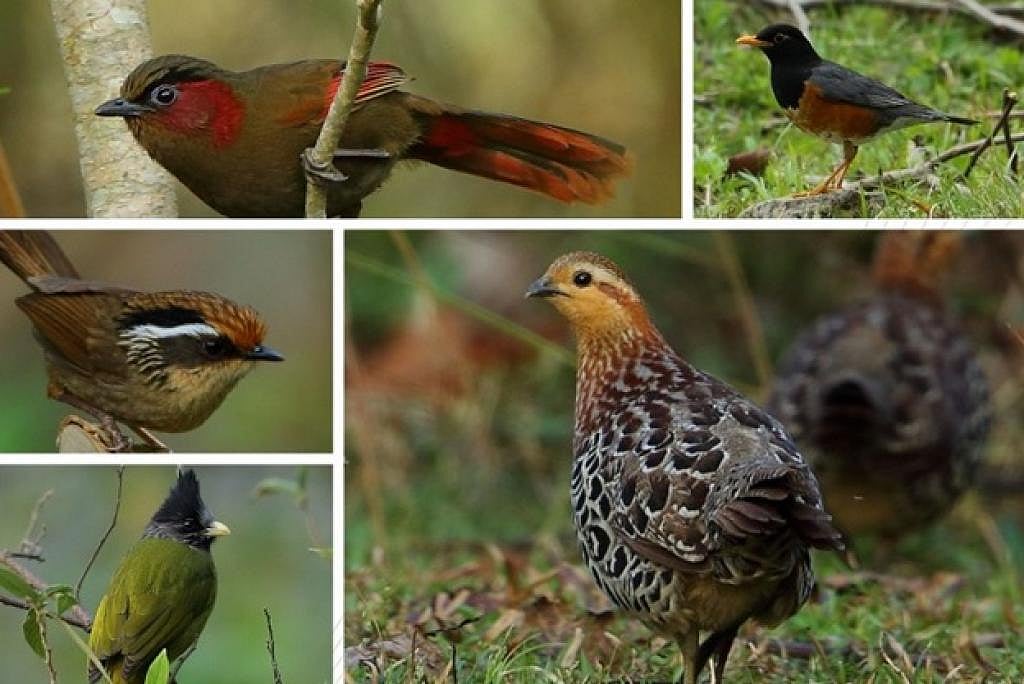 ‘Falcon Capital of the World’ records 17...