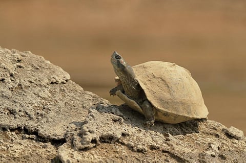 The red-crowned roofed turtle is native to India and Bangladesh. Photo: Wikimedia Commons