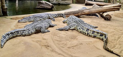 Crocodile ranching programmes in Kenya and Zimbabwe decreased poaching pressure on other species. Photo for representation: Wikimedia Commons