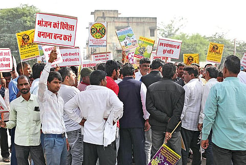Beekeepers at a protest against 
GM mustard in Bharatpur, Rajasthan, 
on November 4 (photograph: vikas choudhary)