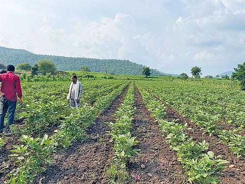 Farmers in Madhya Pradesh who follow regenerative  farming methods find that they reduce the need for frequent irrigation, which conserves water and energy (Photograph: Anamika Yadav)