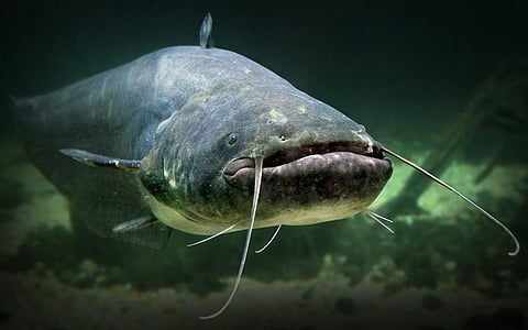 The researchers have designed and optimised a reliable eDNA-based quantitative assay to detect the African Sharptooth Catfish from water samples in the aquatic system. Photo: iStock.