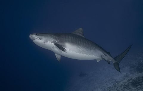 The tiger shark belongs to the requiem family. Photo: iStock