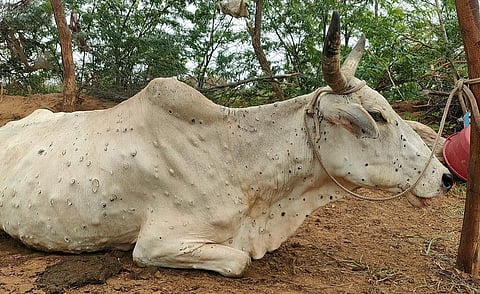 Antimicrobial resistance: Use these ethnoveterinary medicines for Lumpy Skin Disease