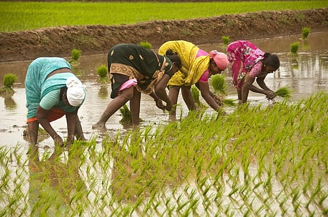 This year, many farmers witnessed their usual cropping cycles getting disturbed. Photo: iStock